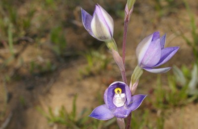 Blue Sun Orchid